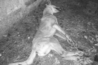 Полицейские и звери