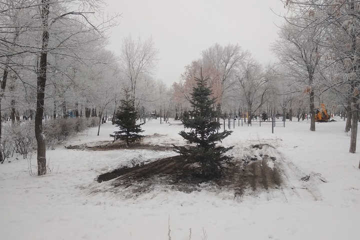 Горожанин рассказал, что 31 декабря в парке Гагарина «человекоподобное животное» вырубило ель