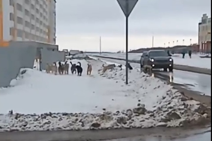 «Странно, что автор видео не был съеден»: в поселке Солнечный-2 стая бездомных собак окружила автомобили на перекрестке