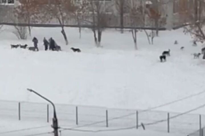 Очевидец: в Заводском районе у школы гуляет большая стая собак (видео)