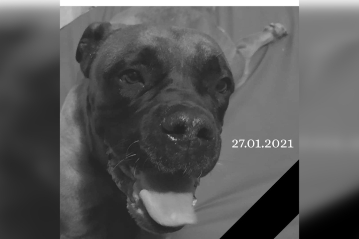 В Саратове умерла собака, которую полтора месяца назад выбросили с четвертого этажа. Зоозащитница настаивает на вскрытии бульмастифа