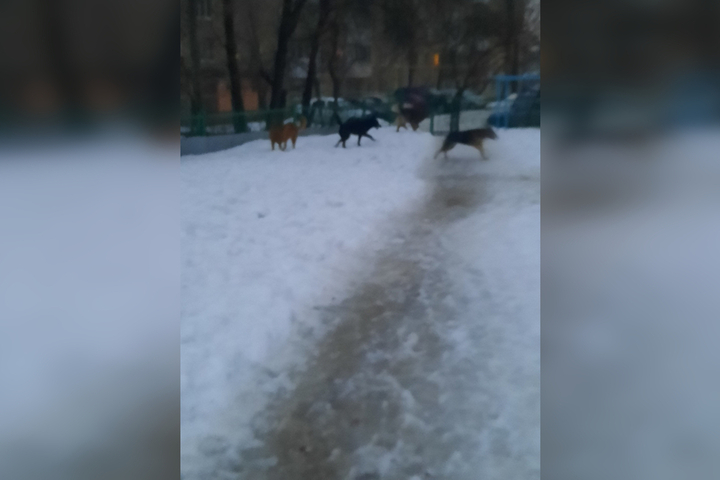 «Крупные, агрессивные, рычат на прохожих»: горожане рассказали о стае бездомных собак во дворе школы и около нее