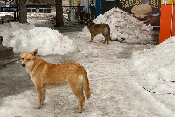 «Скоро на прием придут»: горожанин рассказал, что бездомные псы перекочевали из жилого квартала к администрации района
