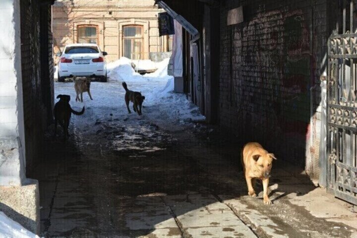 В мэрии заявили, что годовой план по отлову бездомных собак «закроют» в конце марта