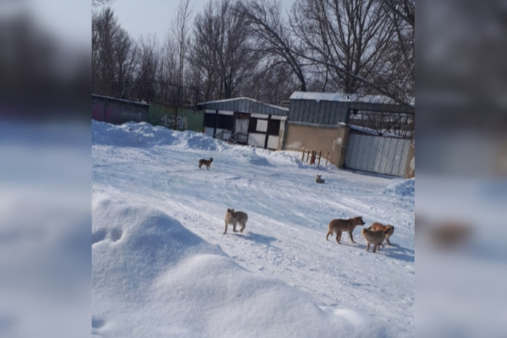 «Собачий Заводской»: горожанка пожаловалась мэру на стаю собак в парке