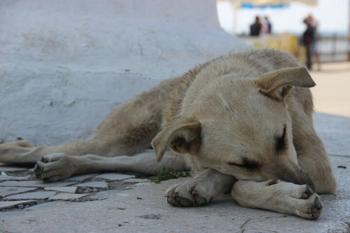 Энгельсские чиновники рассказали, почему на улицах города так много бездомных собак, в том числе чипированных