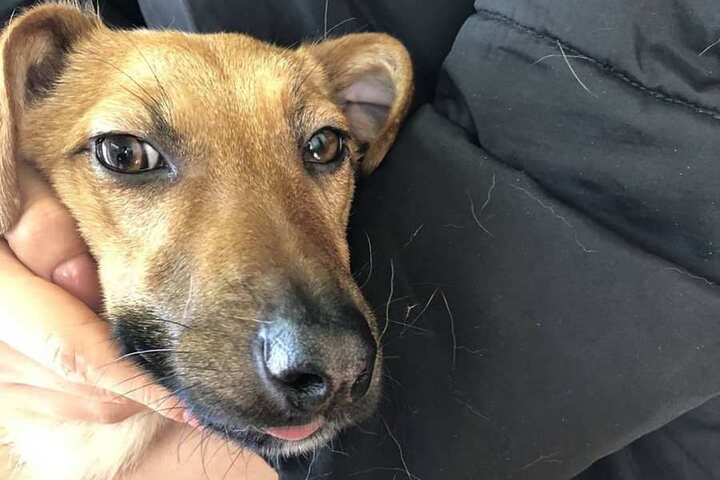 В Саратове ветеринары спасли собаку Жулю, которая перебрала с алкоголем в день кошек