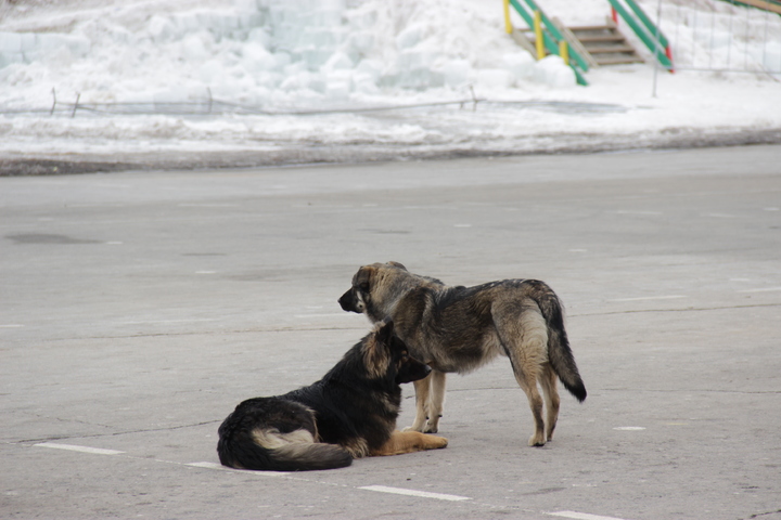 «Собаки кидаются на людей»: горожане пожаловались на стаю бездомных псов около детского сада