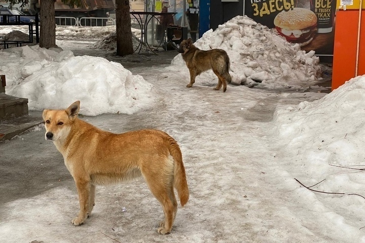 Бездомных собак предложили держать в приютах на два дня дольше. На дополнительное содержание потребуется больше миллиона рублей
