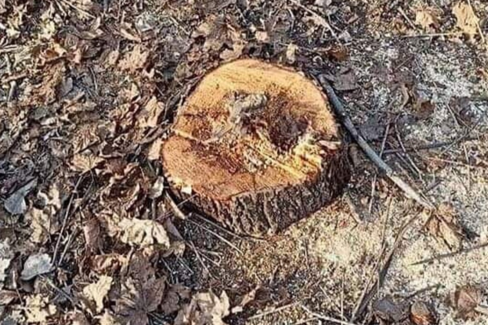 «Все, что растет в непосредственной близости от асфальтированных аллей, обречено на гибель»: саратовский общественник раскритиковал опиловку деревьев на набережной