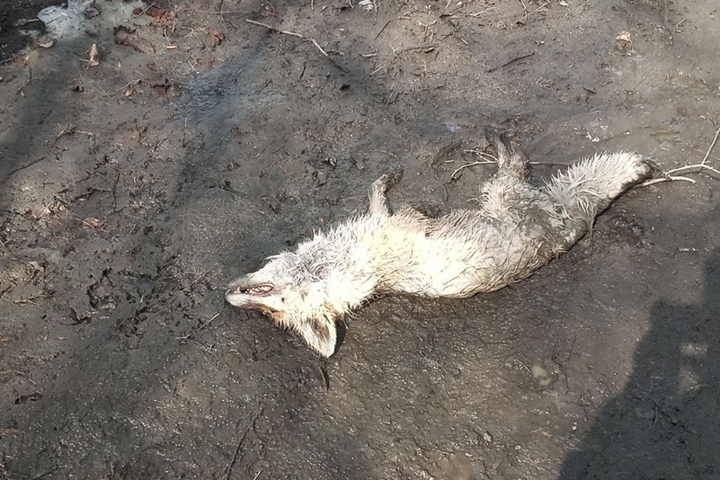 В Саратовской области за год бешеные животные стали в три раза чаще кусать людей, значительно выросло число нападений собак