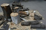 Суд разрешил мэрии не заниматься проведением инвентаризации деревьев в Саратове