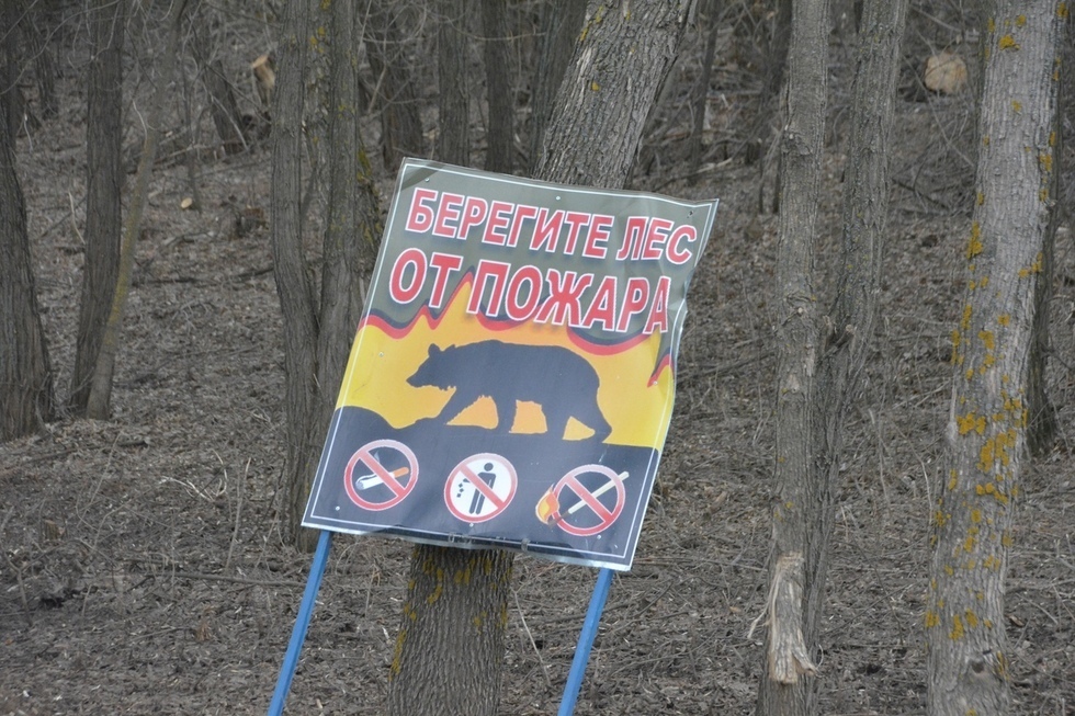 В Саратовской области запретили ездить в леса и разжигать там костры