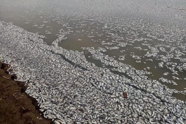 Жители Ершовского района показали «природный ужас» и массовый мор рыбы в местном пруду: названа предварительная причина ЧП