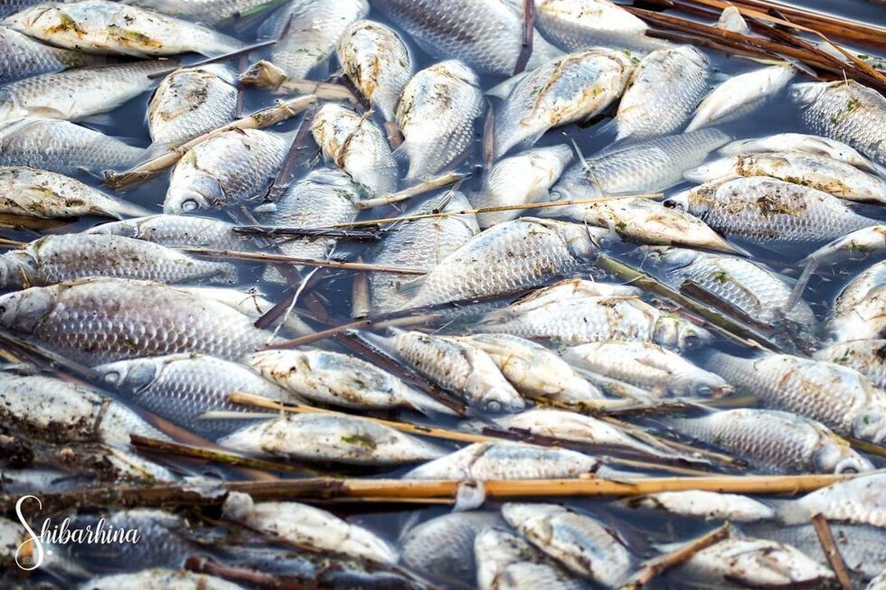 Жительница Марксовского района сообщила о массовой гибели рыбы в местной реке, органы власти ничего об экологическом ЧП не знают