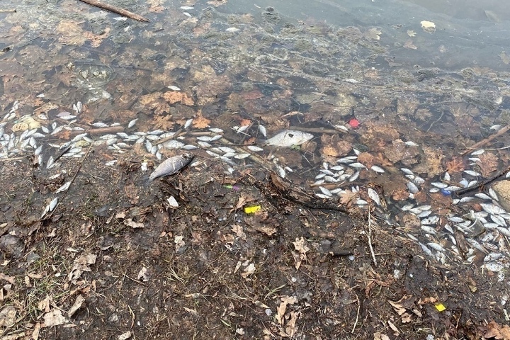 В пруду на территории санатория «Октябрьское ущелье» погибла рыба