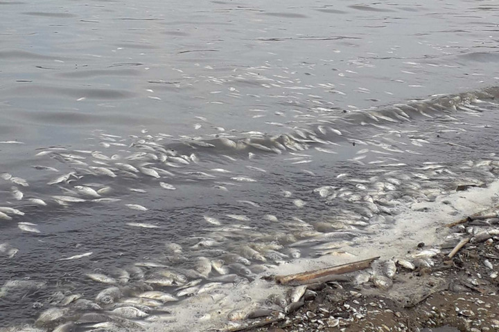 Жители региона сообщили о массовой гибели рыбы в Татищевском районе: комментарий министерства экологии