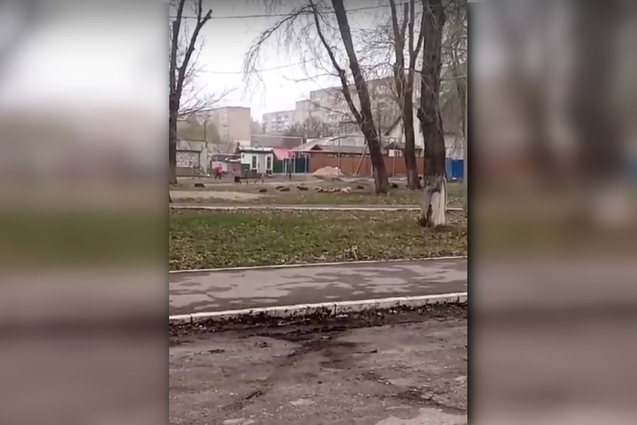 В Заводском районе рядом со школой и детской площадкой заметили стаю из 15 собак (видео)