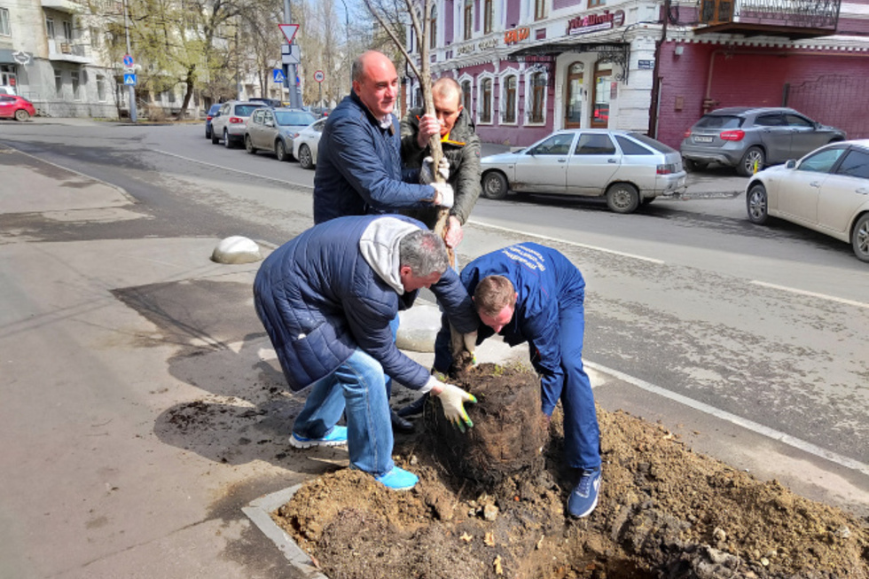 В Саратовской области обещают посадить 3 тысячи саженцев: рассказываем, какие деревья появились в центре Саратова и в Парке покорителей космоса