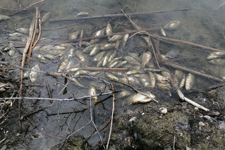 «Пахнет мертвечиной, вся вода тухлая»: в водоемах Саратовской области продолжает массово гибнуть рыба