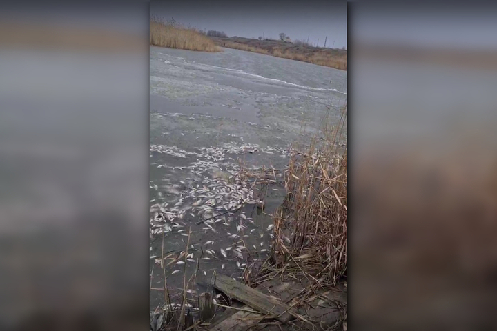 «Всё попередохло»: местный житель снял на видео заполненную мертвой рыбой реку в Федоровском районе