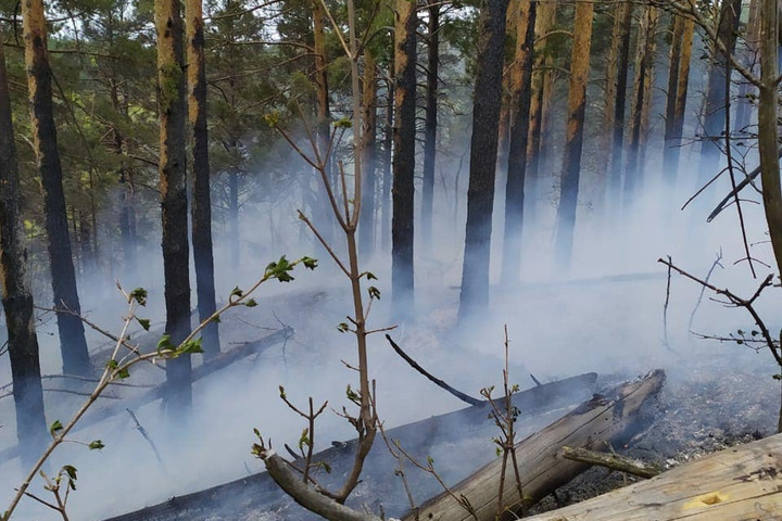В регионе горит национальный парк «Хвалынский». Губернатор распорядился не допустить перехода огня на села