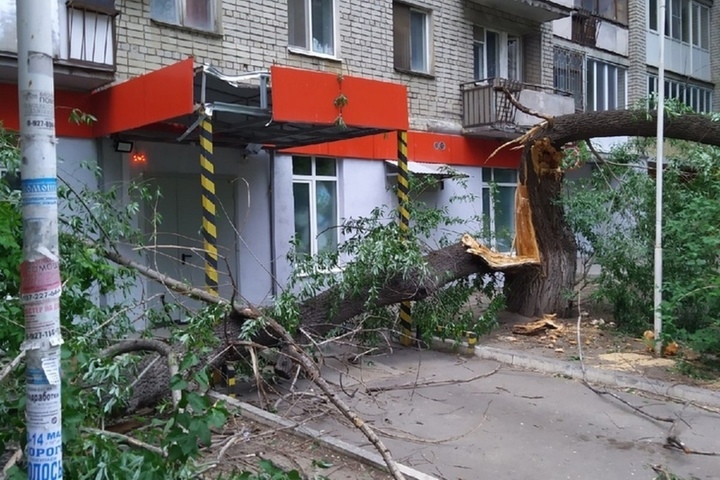На Рабочей рядом с девятиэтажкой рухнуло дерево, сломанное штормовым ветром