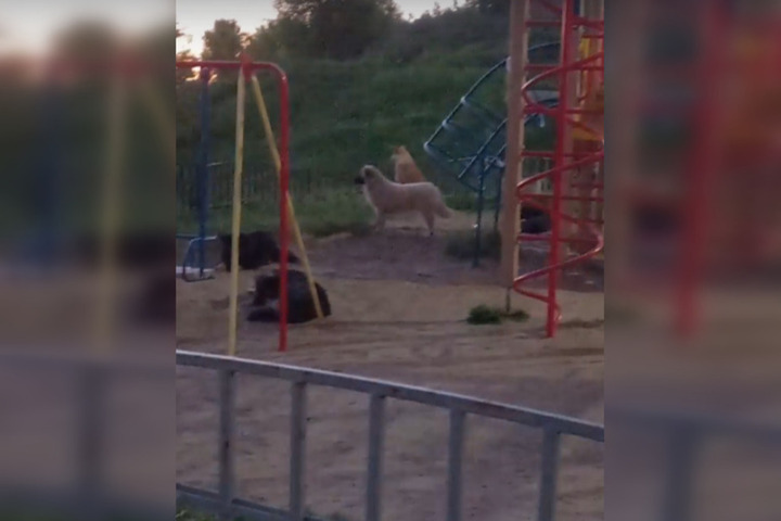 «Лай стоит круглыми сутками»: женщина пожаловалась на стаи бродячих собак на детской площадке