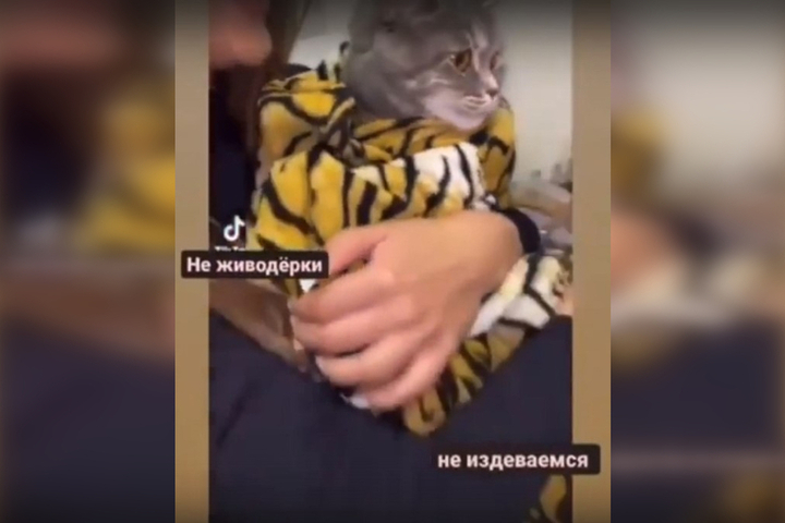В Энгельсе две девушки для видео в TikTok насильно поили кота пивом: зоозащитники просят прокуроров обратить внимание на случай