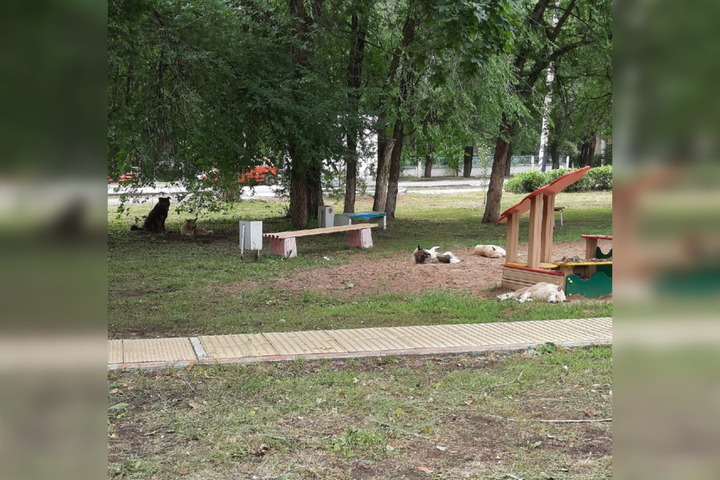 На детской площадке в Балаково живет стая собак. Местные жители ждут помощи от чиновников и спорят, стоит ли подкармливать животных