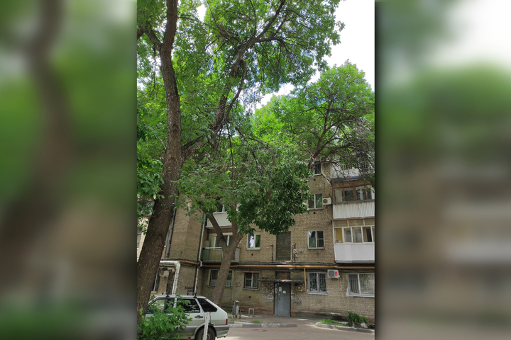 Жители дома на Астраханской опасаются за жизнь из-за повисшей у подъезда ветки