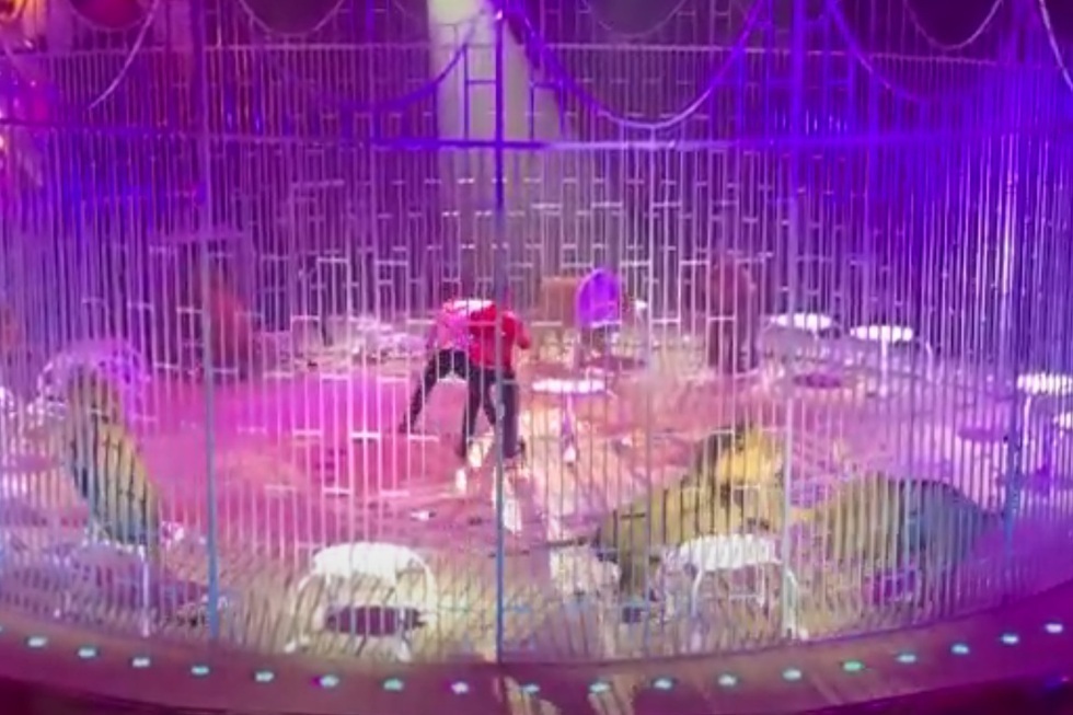 Первое представление в саратовском цирке закончилось дракой львов (видео)