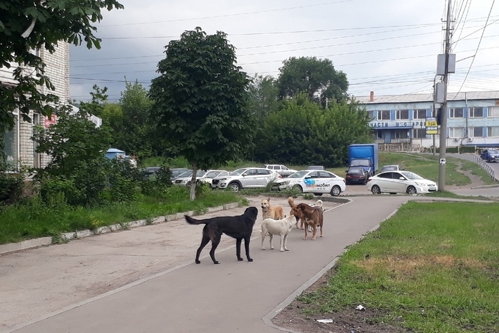 «Выросли до размеров волкодава»: горожане обеспокоены стаей собак в Заводском районе