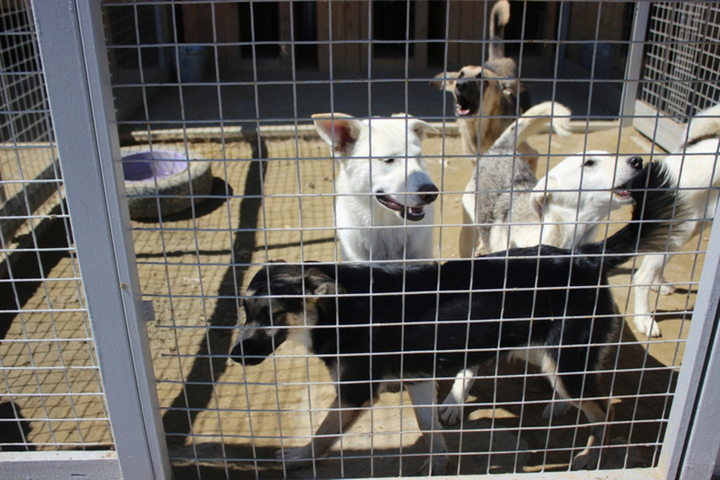 За 2,5 месяца мэрия потратит на «обращение с животными без владельцев» более полумиллиона рублей