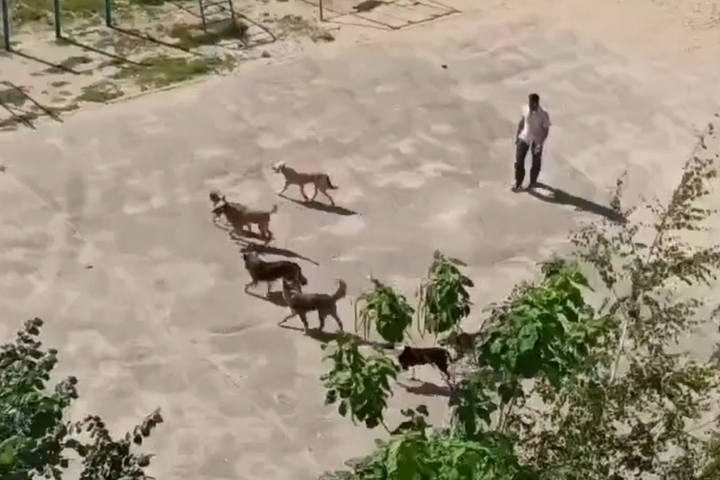 «Выжить после нападения шансов нет»: горожанка пожаловалась на агрессивную стаю собак в Солнечном