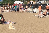 «Полно мусора, собаки бродячие бегают»: горожанка оказалась неприятно удивлена во время отдыха на новом саратовском пляже