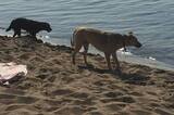 «Скотный двор какой-то»: саратовский адвокат возмутилась засильем гадящих собак на новом пляже