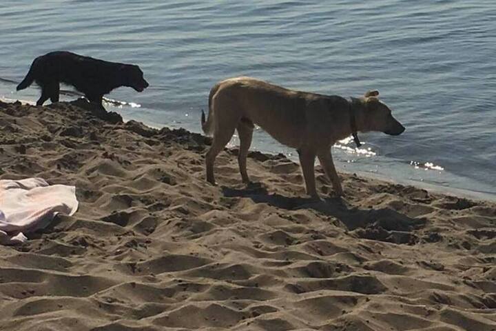 «Скотный двор какой-то»: саратовский адвокат возмутилась засильем гадящих собак на новом пляже