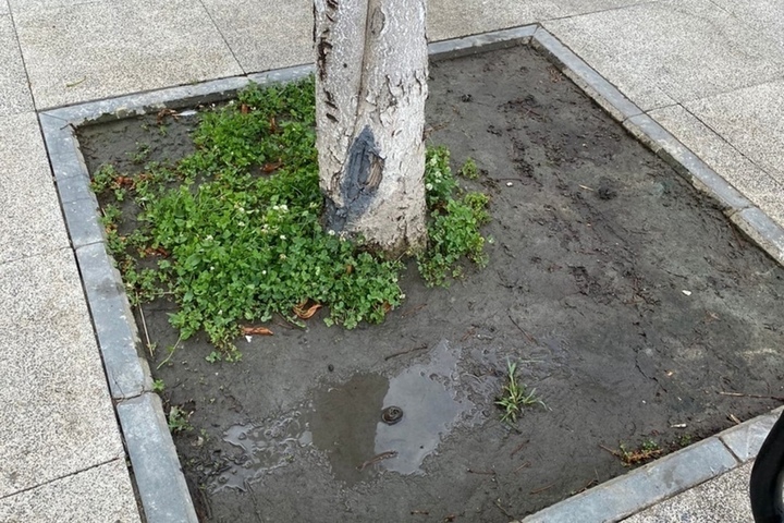 «Вода просто не доходит до корней»: саратовцы все чаще обращают внимание на засыхающие из-за недостаточного полива деревья 