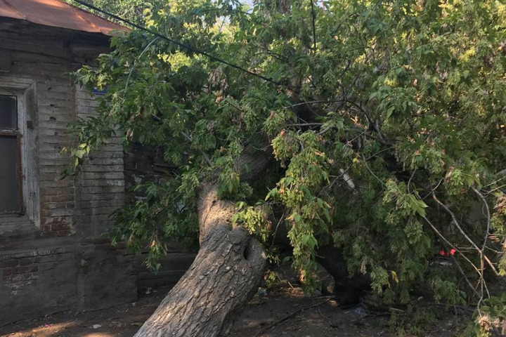 Очевидцы: упавшее на Бахметьевской дерево не убирают с прошлой недели
