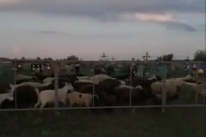 Сельчанка пожаловалась на забытое властью кладбище, которое оккупировали овцы (видео)