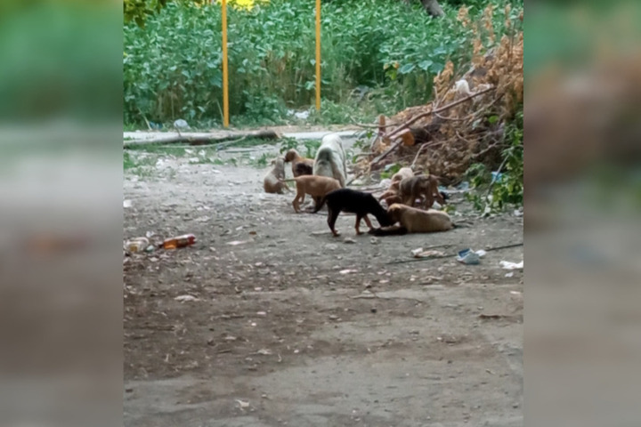 «Собак около 40», «чуть не кинулись на пятилетнюю дочь»: жители Заводского района снова жалуются на стаи бездомных псов и щенков