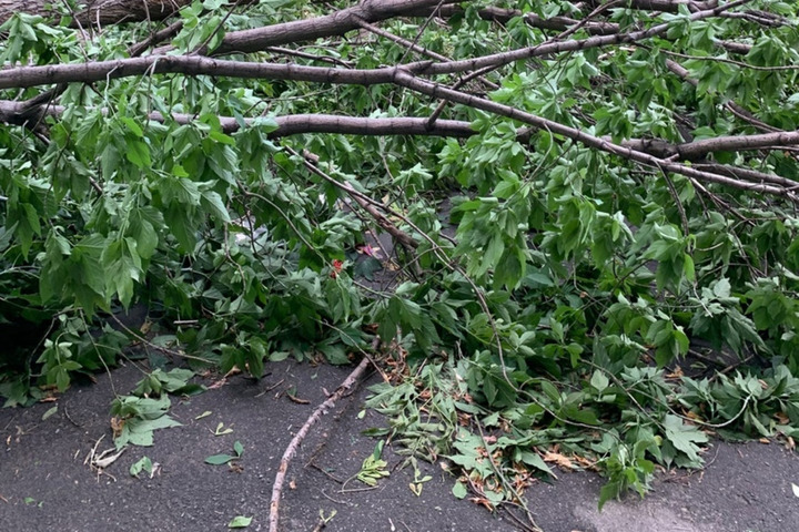 В Кировском районе поваленное дерево заблокировало выезд из общежития