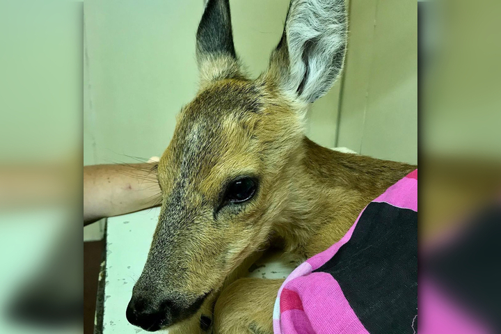 В Саратове ветеринары прооперировали «необычного пациента» Пипи