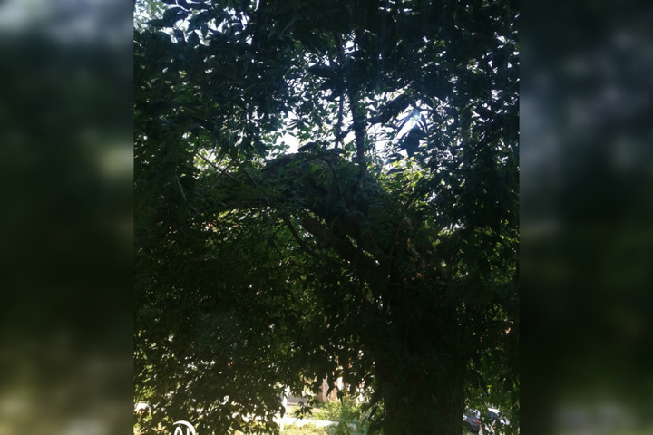 «Вечерами под ним играют дети»: жители Заводского района рассказали, что в их дворе несколько дней не убирают сломавшееся дерево