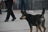 В Саратове в августе собираются возобновить отлов собак, но денег хватит менее чем на 200 особей