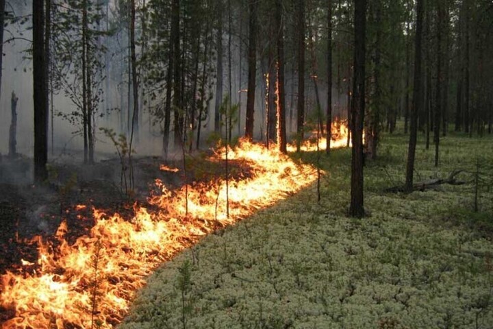 Крупный природный пожар в Саратовской области: горел лес на 58 гектарах