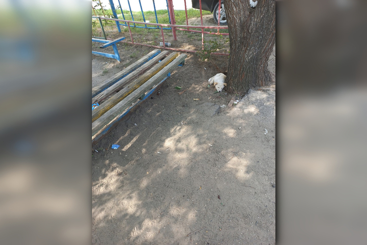 «Играть тут не во что, кроме мусора и фекалий животных»: горожане в очередной раз рассказали о старой площадке в Заводском районе, на которой обитают собаки