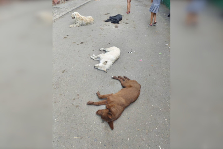 «Кидаются на людей, детей»: горожане пожаловались на бездомных псов на улице Азина