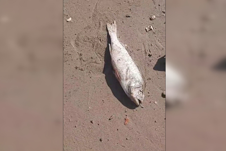 «Это не замор. Это вообще ничего такого»: чиновник прокомментировал видео жительницы Балаково, на котором весь пляж усыпан мертвой рыбой